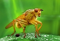 faune 01-06-08 n01bis2